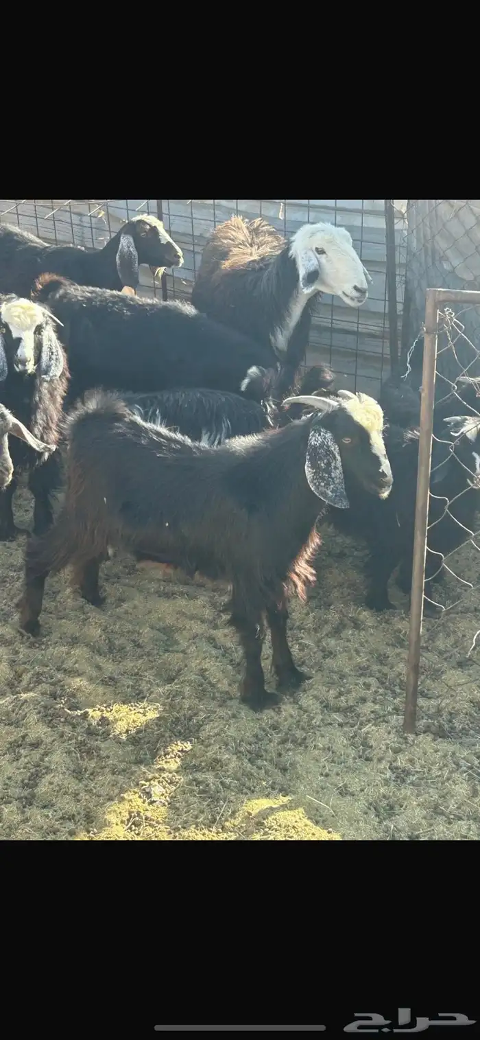 تيسين و رخله الأعمار من 6 إلى7 انضاف من الحبون شحم ولحم 5