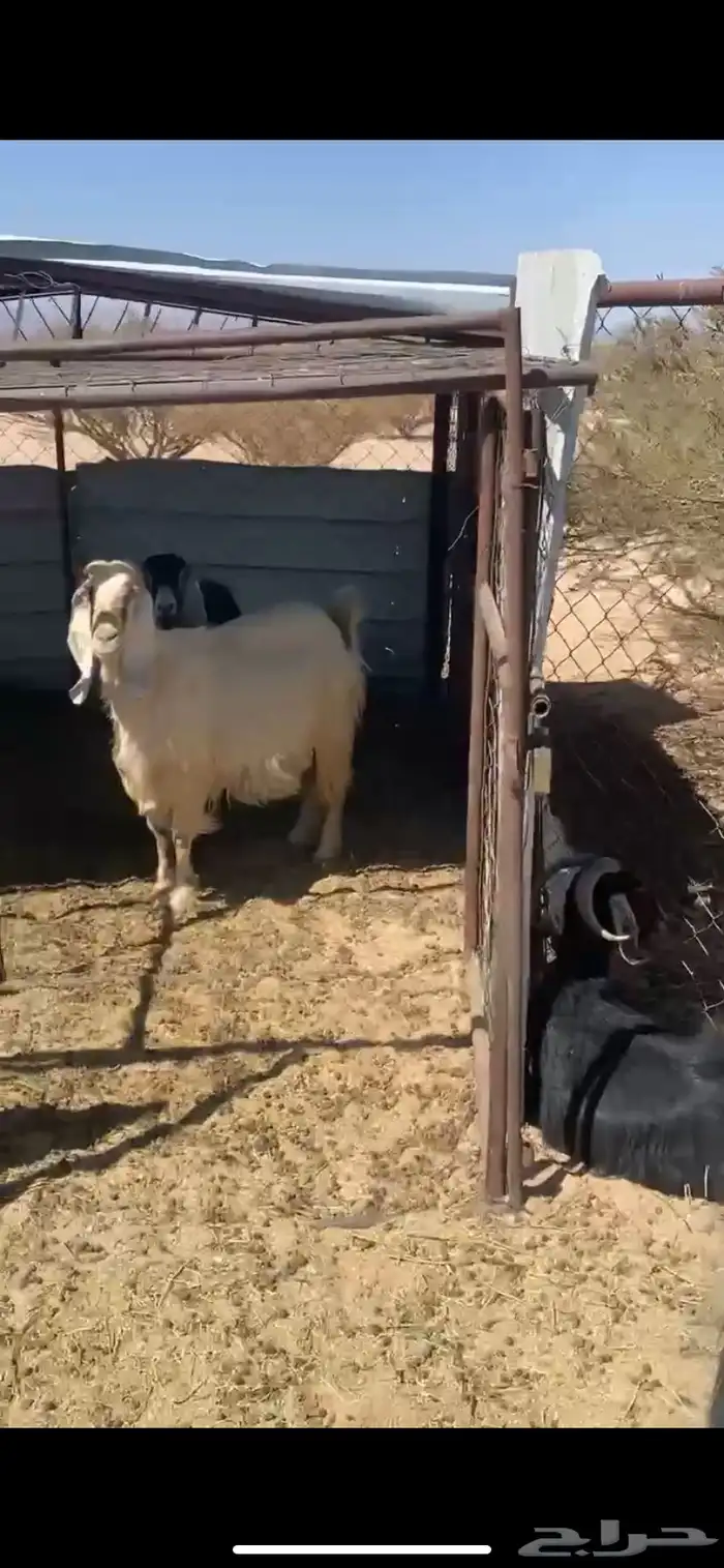 11 من المعزا 1