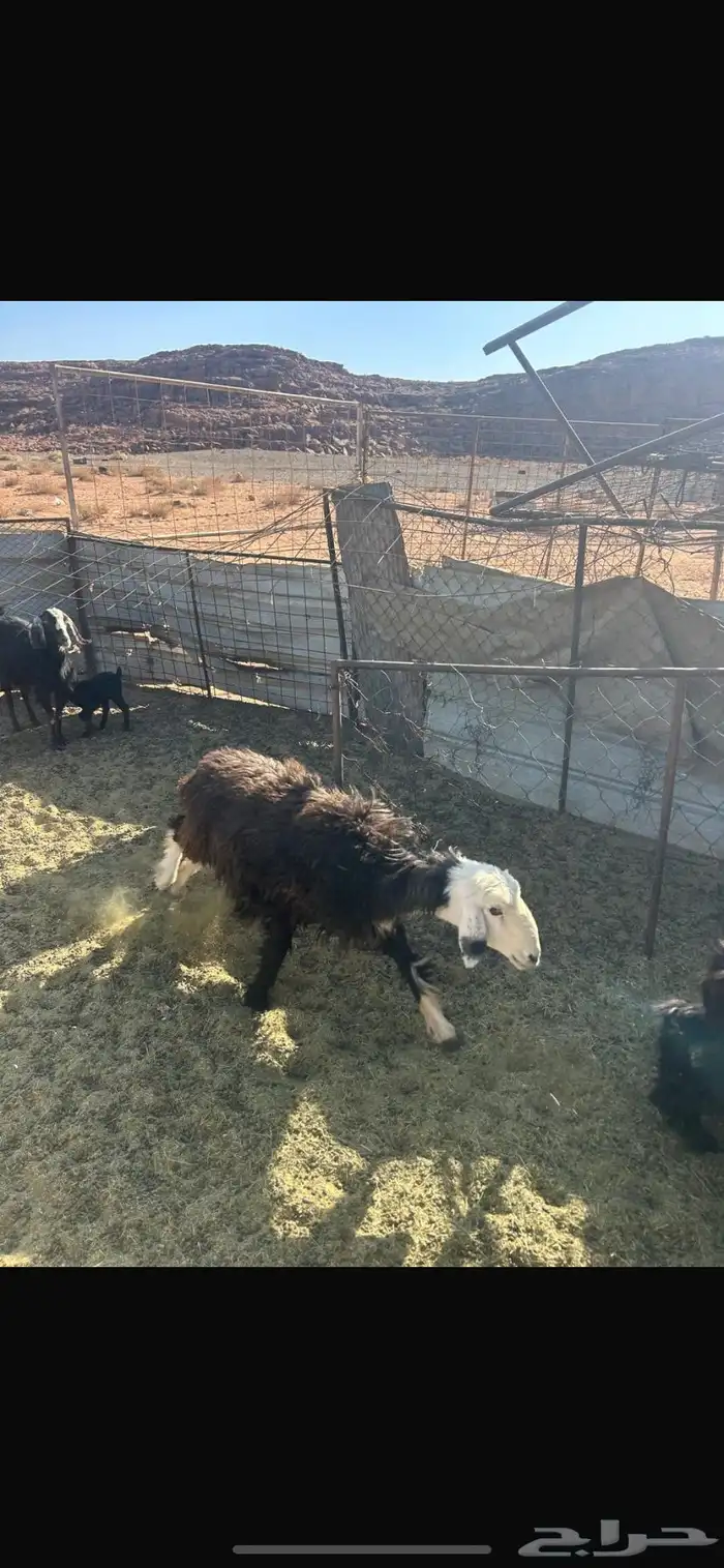 تيسين و رخله الأعمار من 6 إلى7 انضاف من الحبون شحم ولحم 1