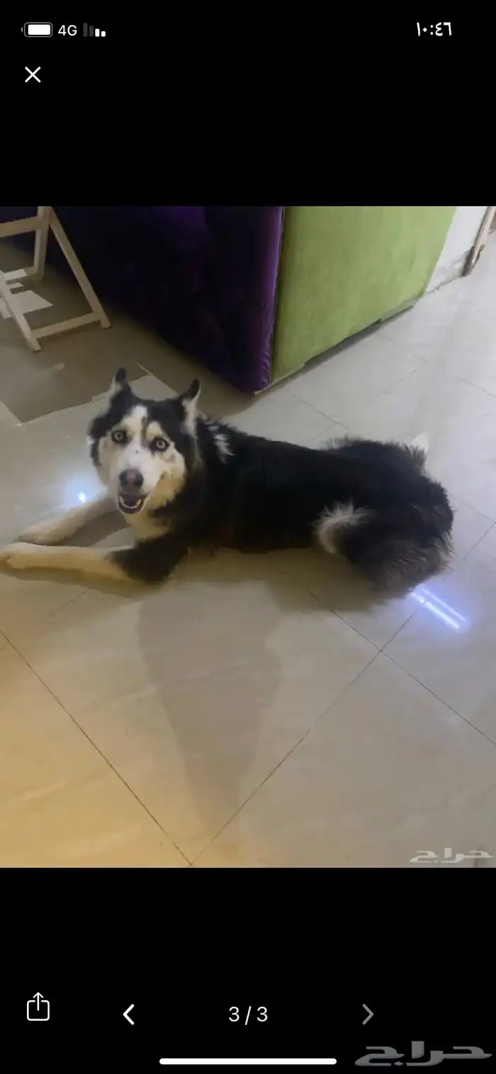 كلب هاسكي اليف ويسمع الكلام السعر 500 2