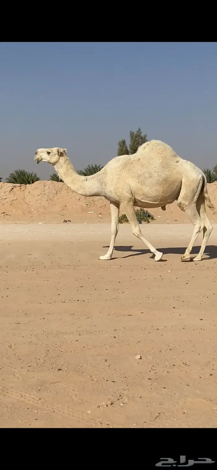 ناقه عفراء لقحه ملاقي قريب ولاد 0