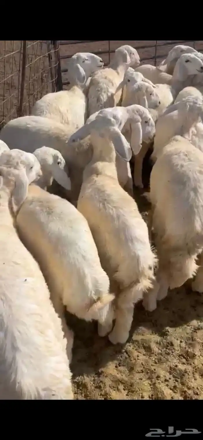 رخال حريات 1