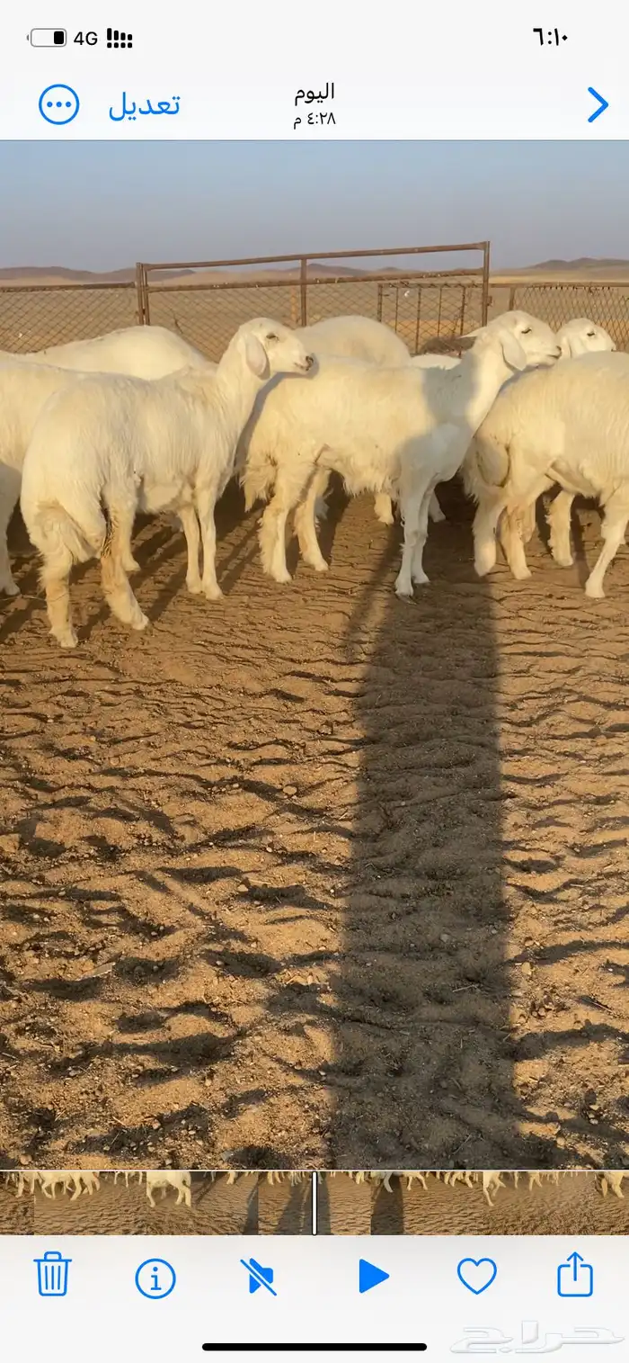 غنم صنف مقاني 9