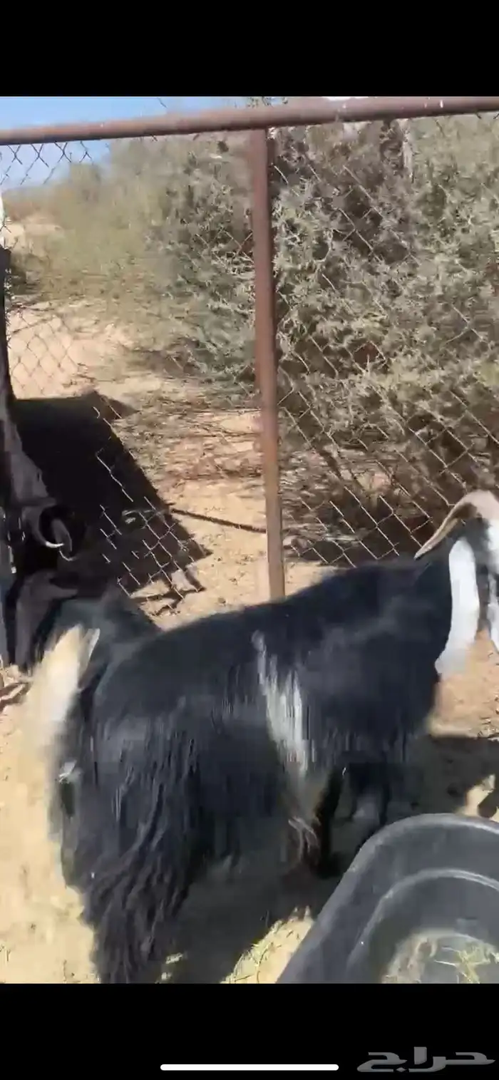 11 من المعزا 2