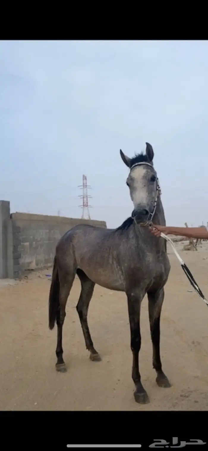 حصان شعبي كفو 1