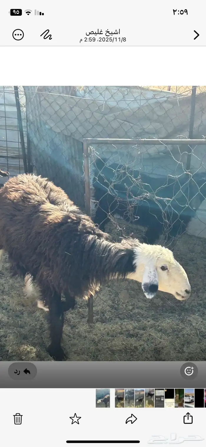 تيسين و رخله الأعمار من 6 إلى7 انضاف من الحبون شحم ولحم 3