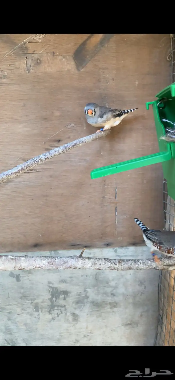 جوز زيبرا هولندي 1