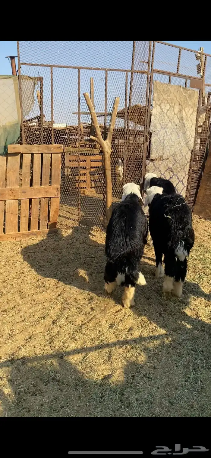 5 طليان نجد 1