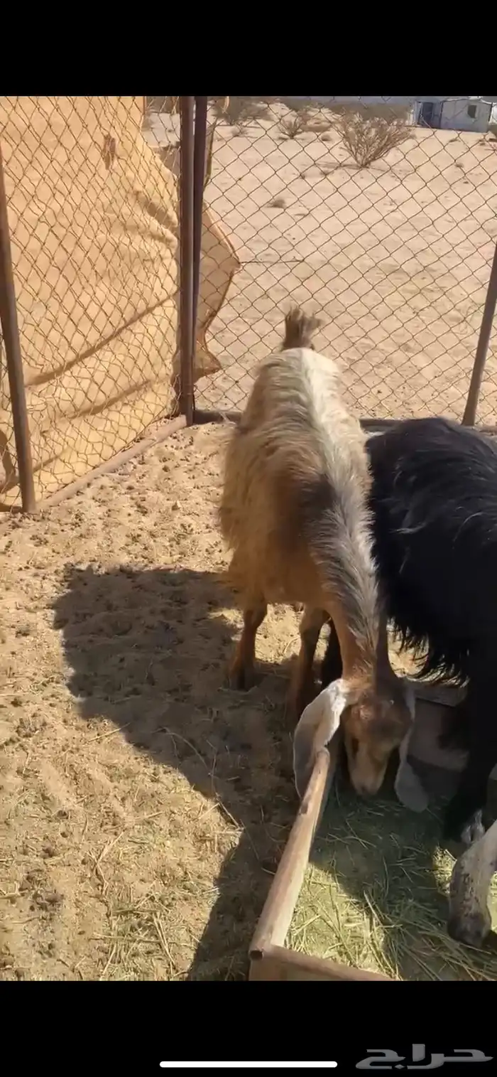 11 من المعزا 4