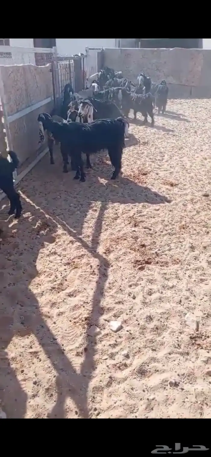 معزا عوارض 0