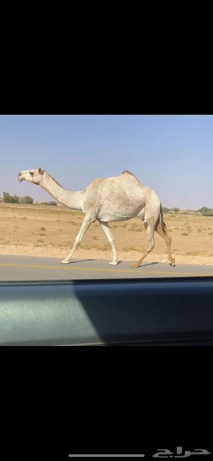 ضريبه حمرا كفو 0