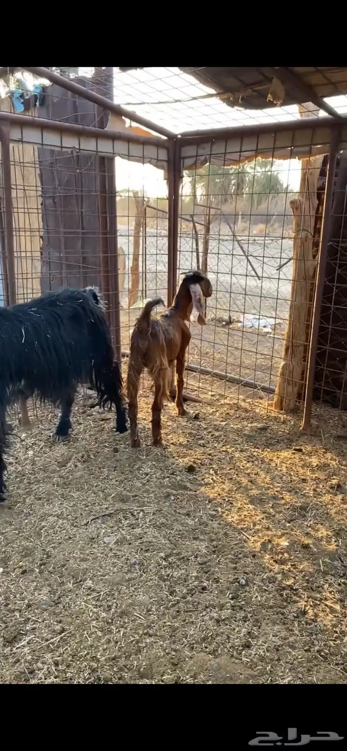 عنز وجفره عارضيه 0