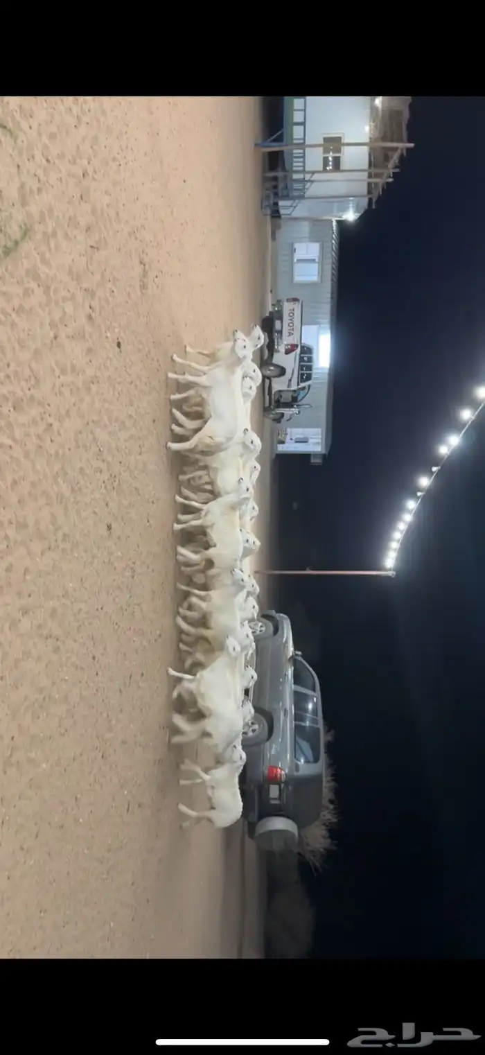 رخال مراح واحد صنف 0