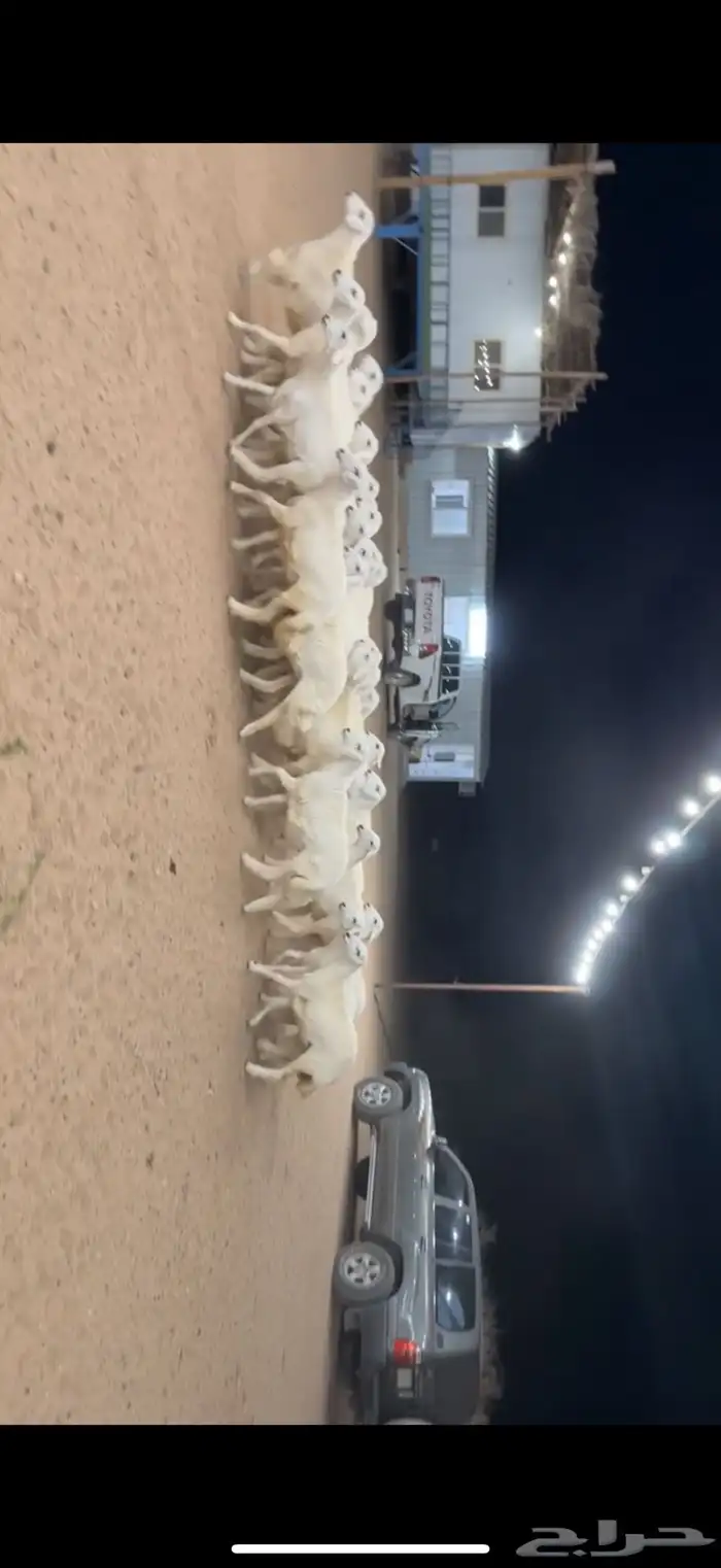 رخال مراح واحد صنف 1