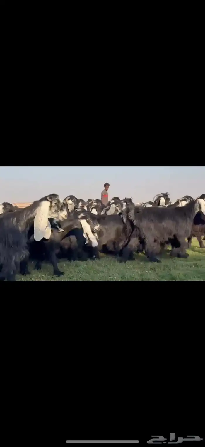 مراح عوارض فاااخره جذعات ثنوات اغلبها 8