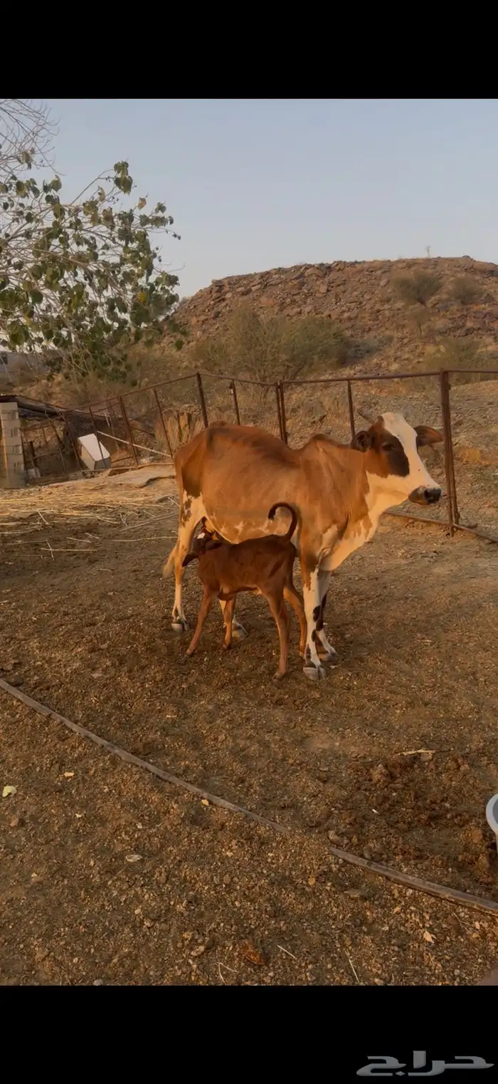 بقره تحته ذكر رعويه 1
