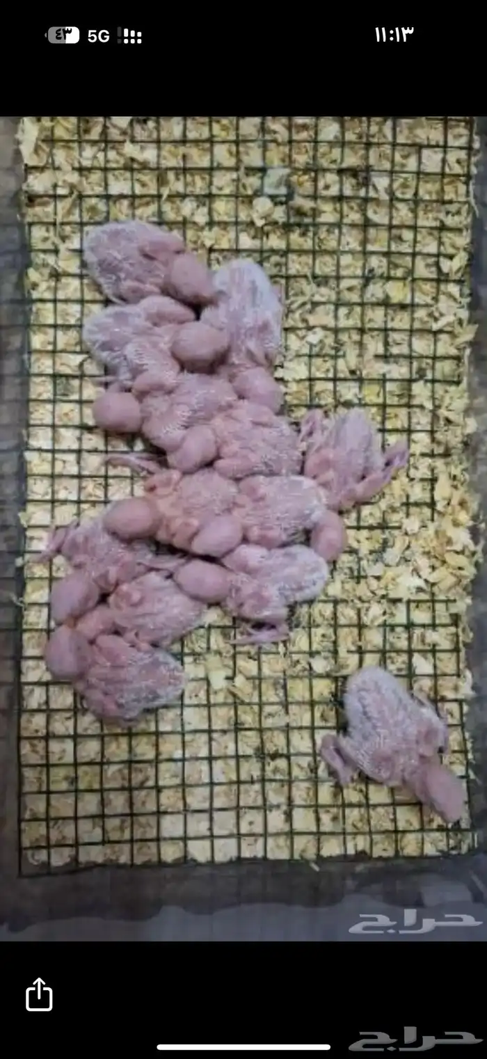 فروخ روز غار 0