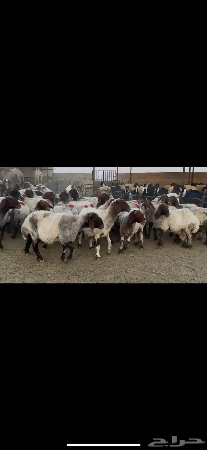 غنم نعيم صنف دفيع 3