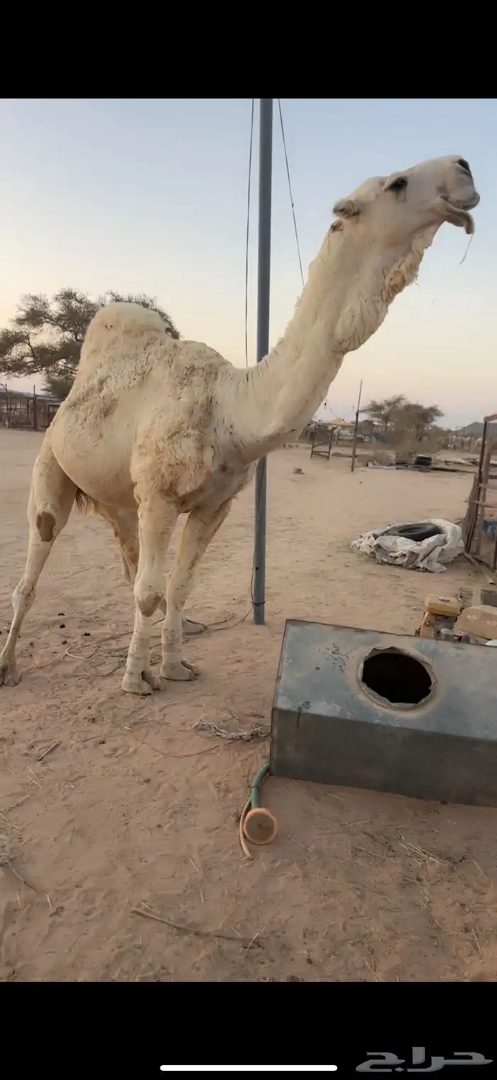 للبيع بعير اوضح 4