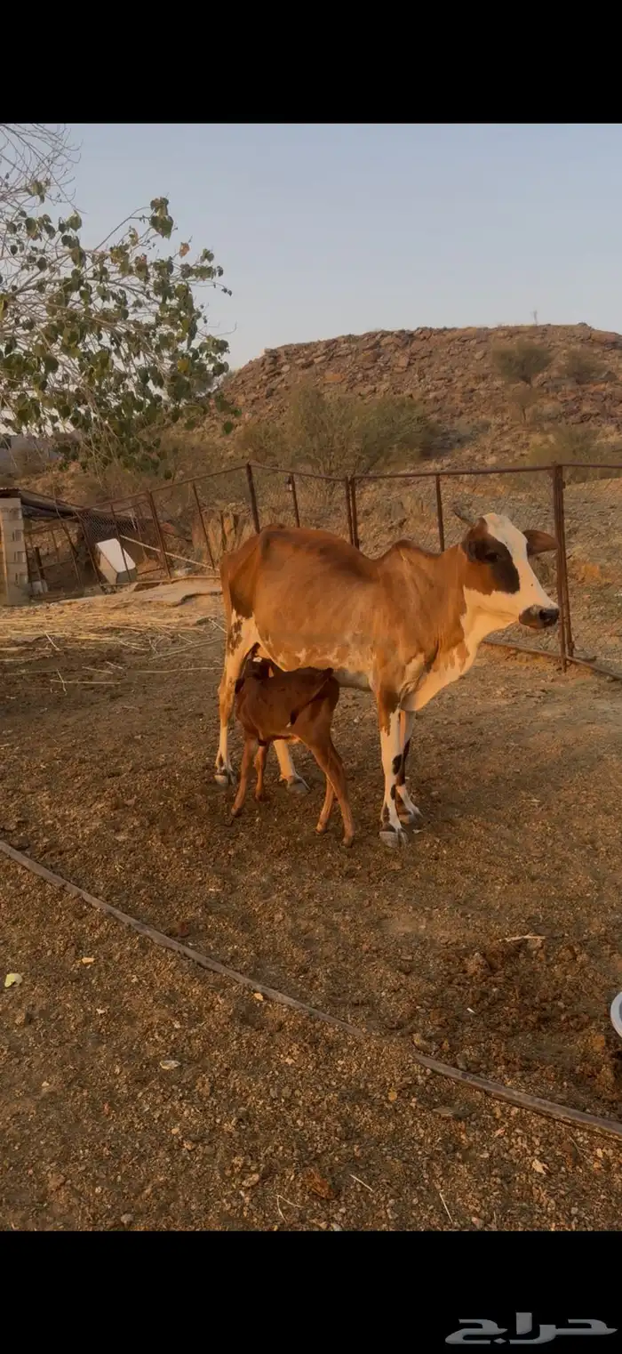 بقره تحته ذكر رعويه 0