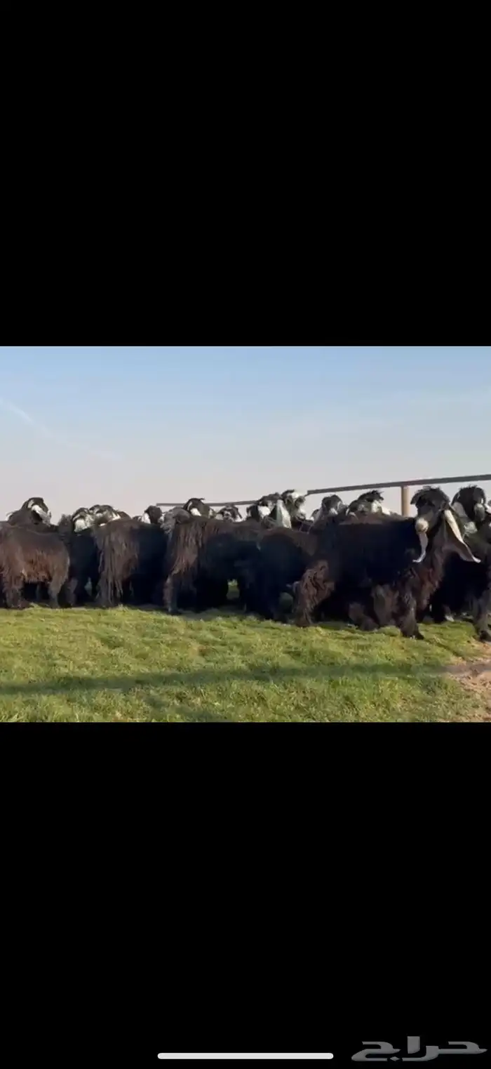 مراح عوارض فاااخره جذعات ثنوات اغلبها 5