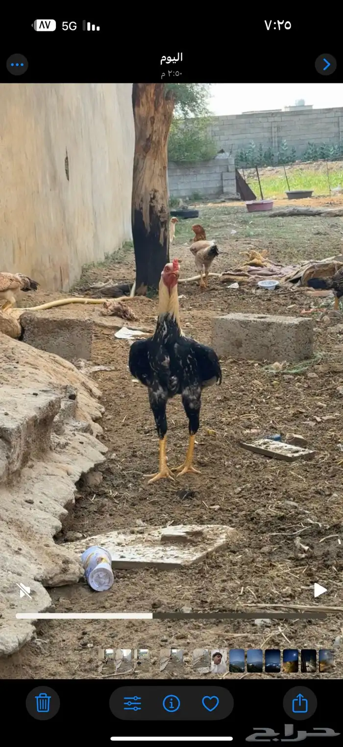 ديك باكستاني تب 1