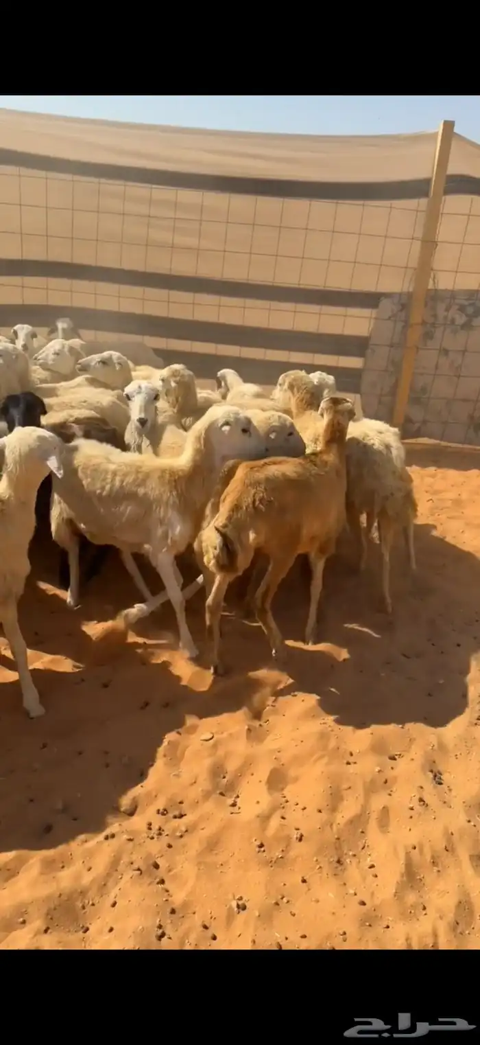 للبيع رخال رفيديات بلدي العدد43 الصحة شرط تم البيع 0