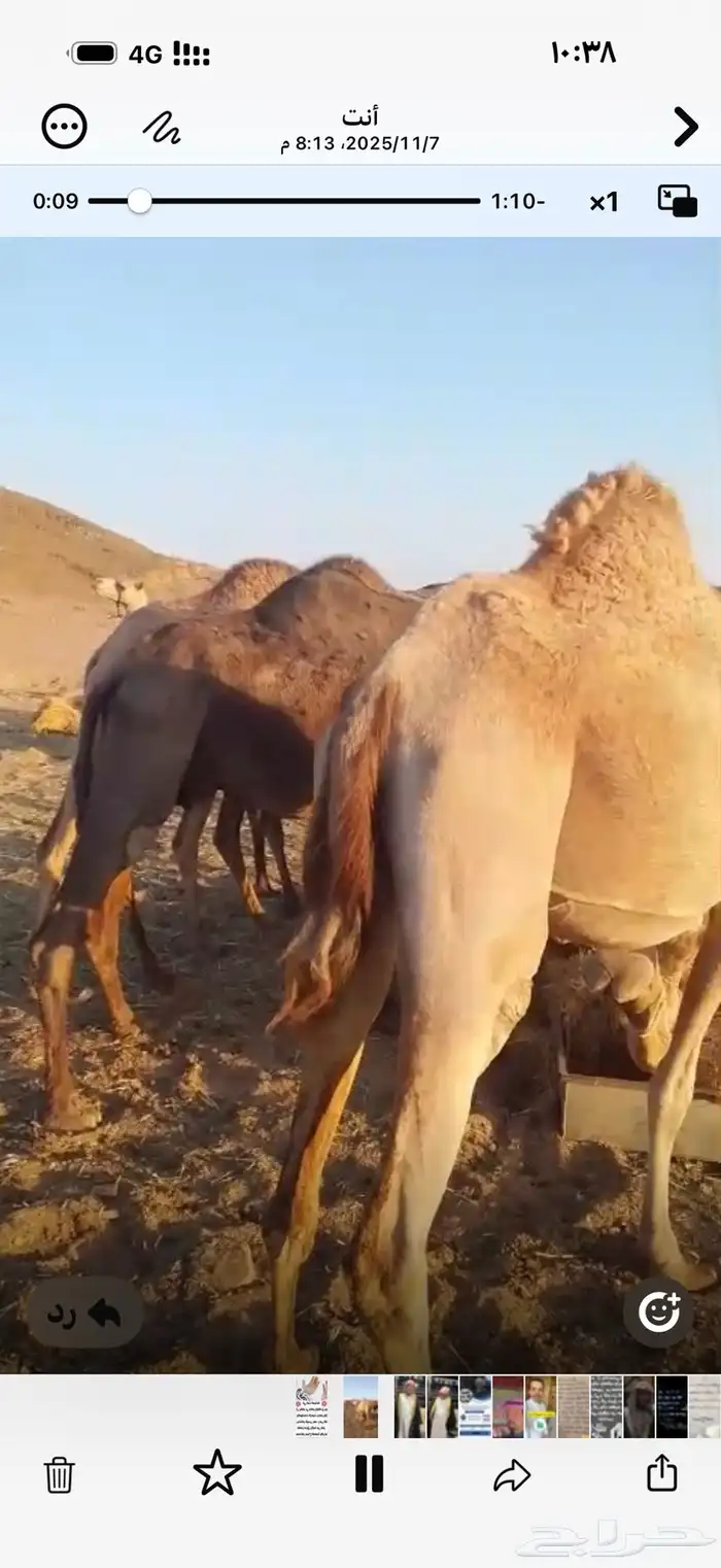 7نياق فيهن 2حمر. والباقي مهجنات وفيهن 3متالي عليهن سوم 5200ج 1