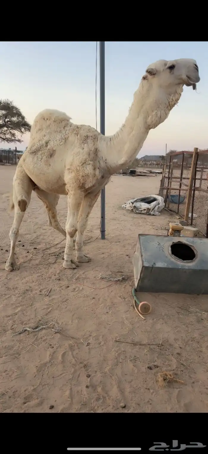 للبيع بعير اوضح 0