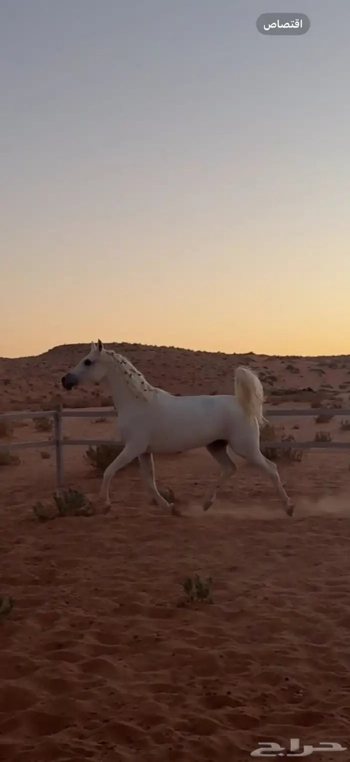 فرس شعبيه شيخه 1