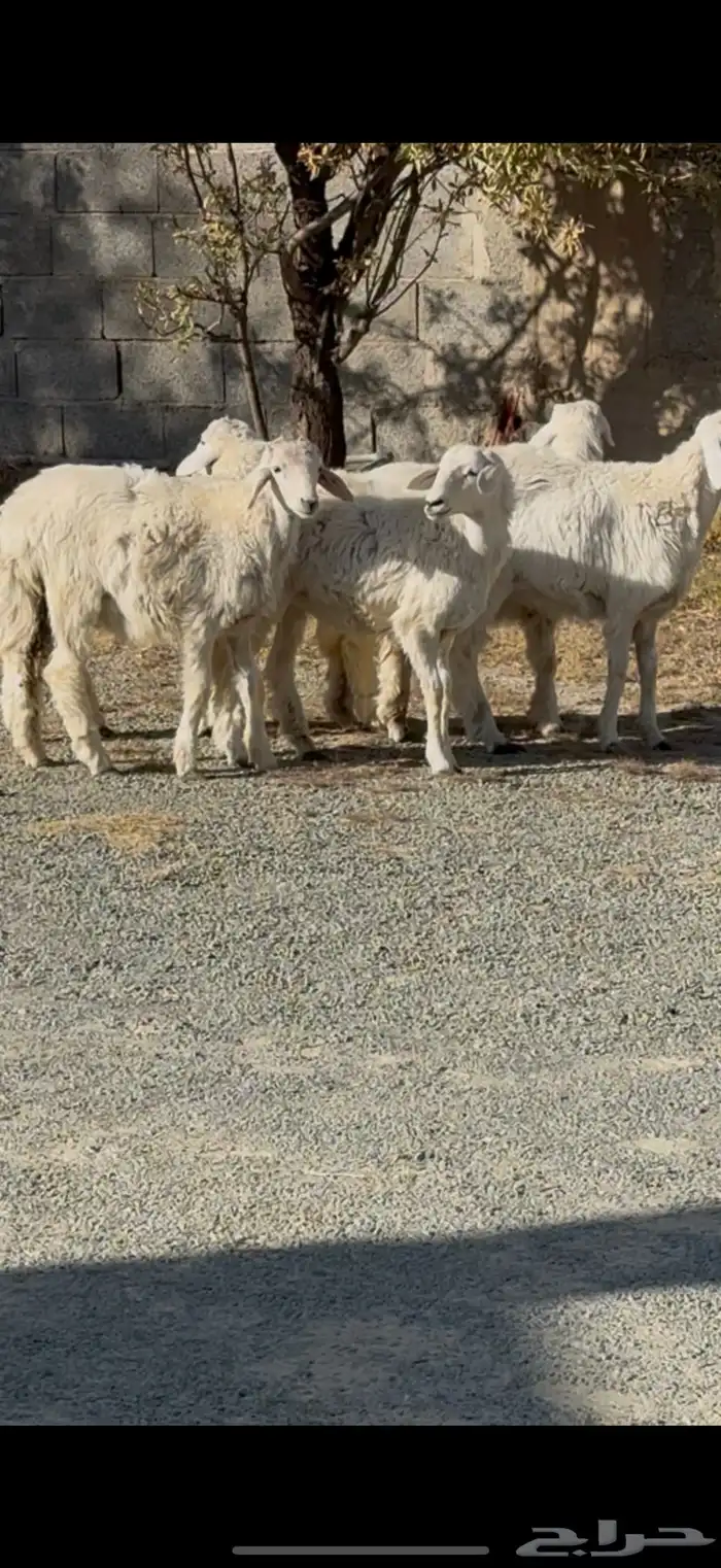 للبيع اربع رخال وطلي ماشاء الله تبارك الله 0