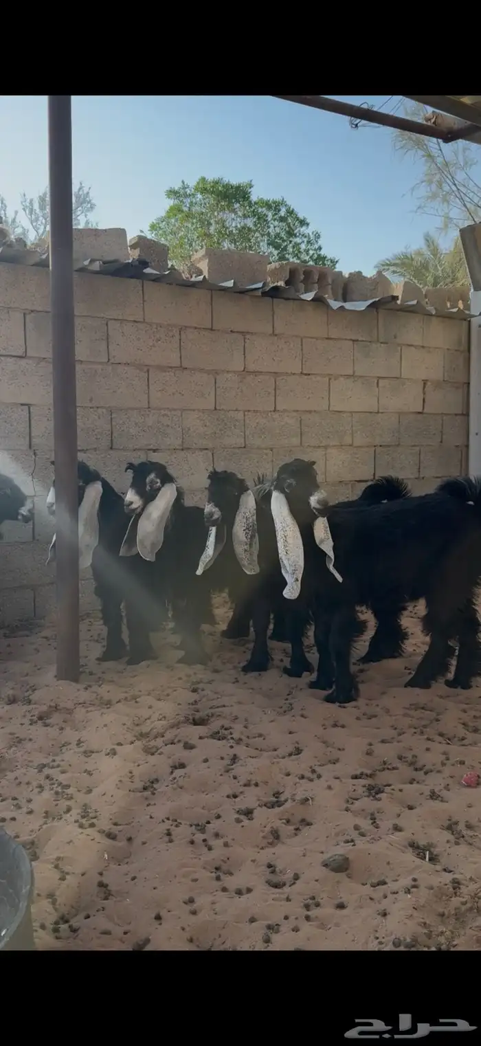 جفرات عوارض 2