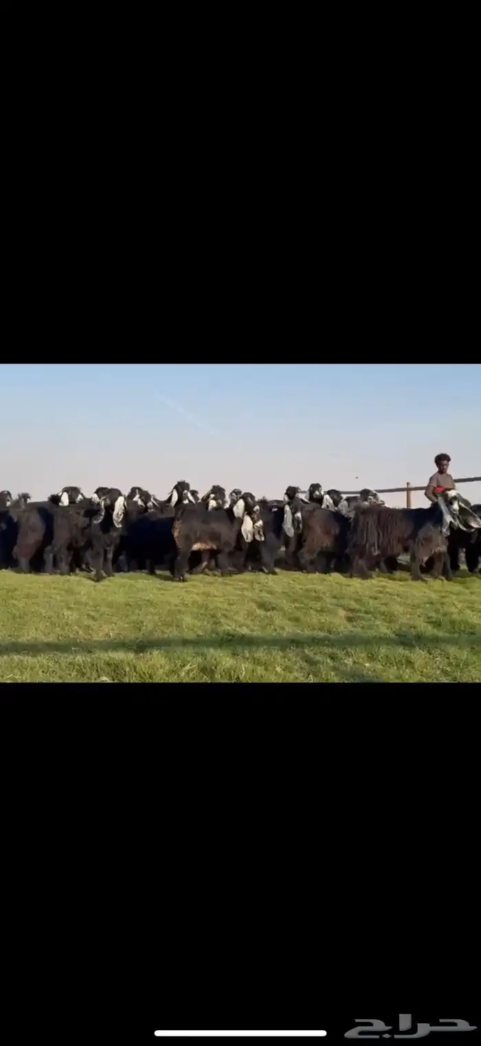 مراح عوارض فاااخره جذعات ثنوات اغلبها 6