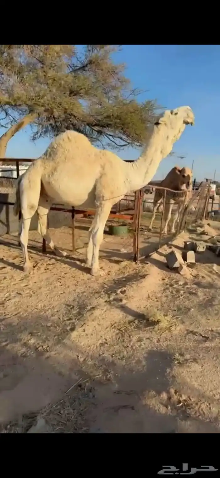 للبيع بعير اوضح 3