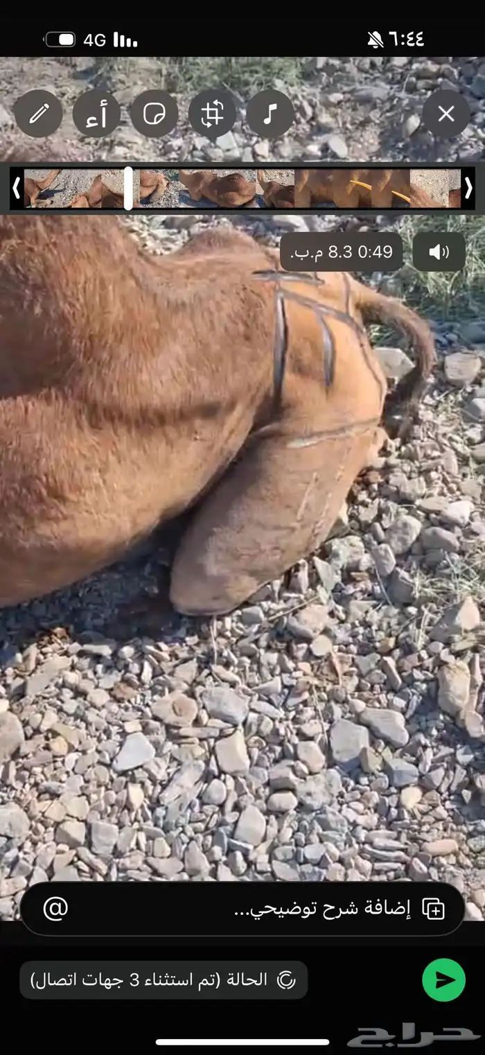 ناقه مكسوره 0