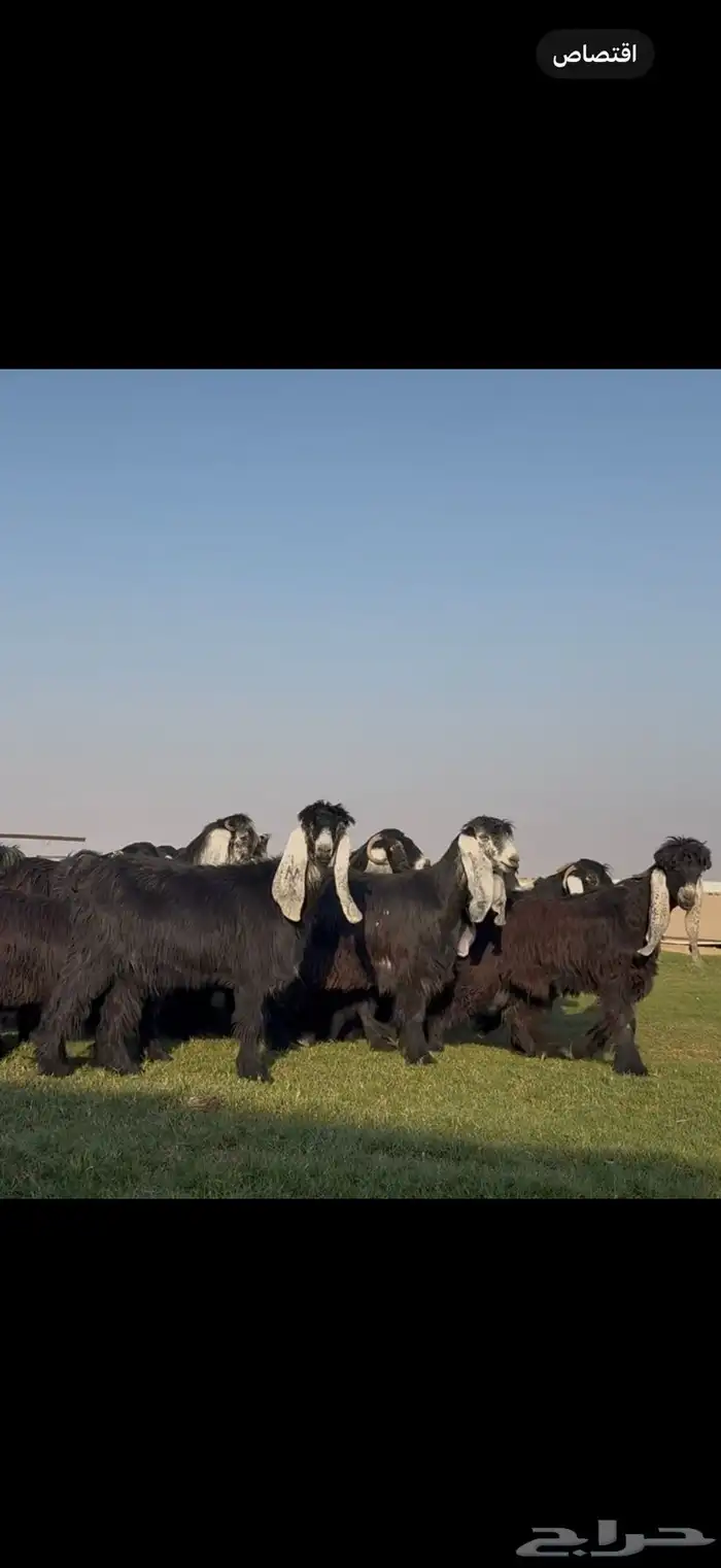 مراح عوارض فاااخره جذعات ثنوات اغلبها 11