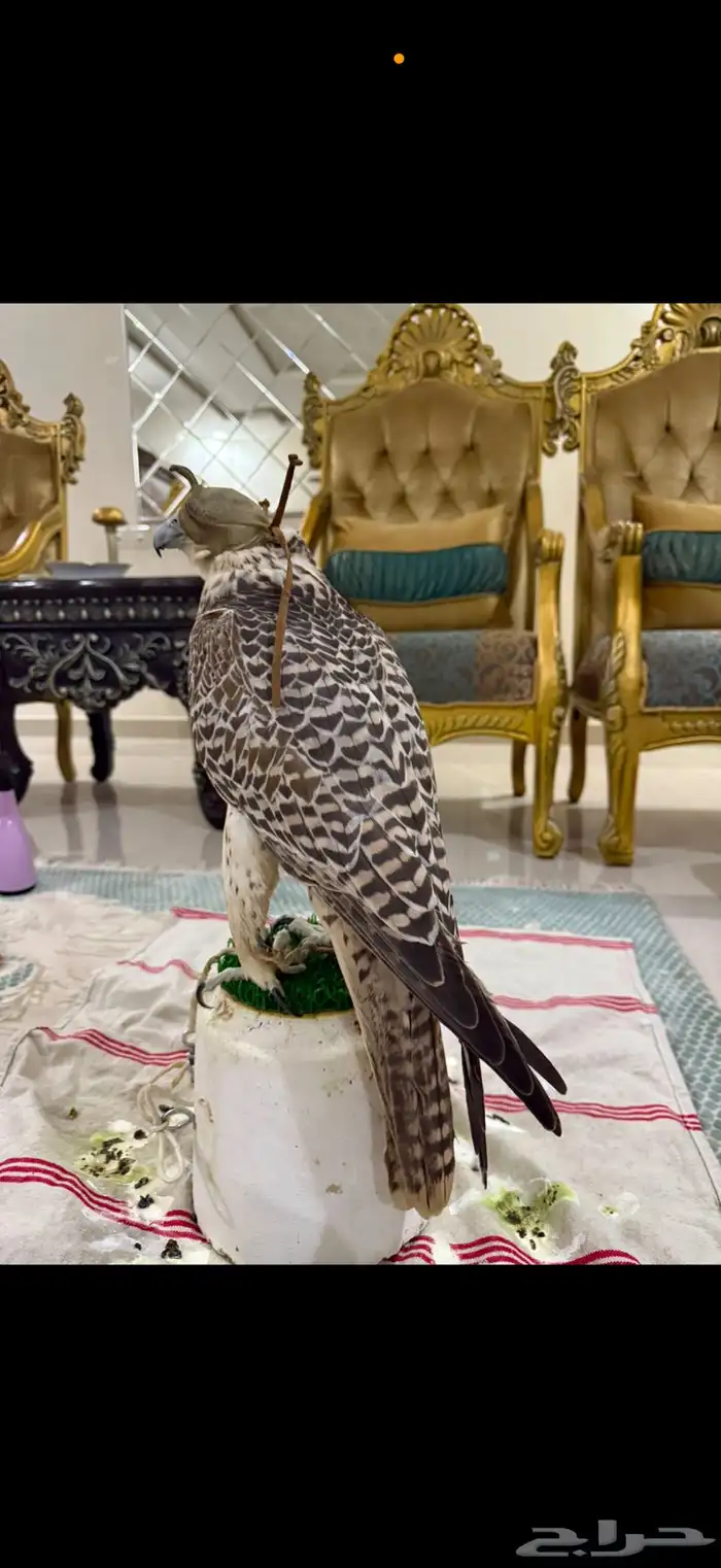 للبيع قرموشه 5