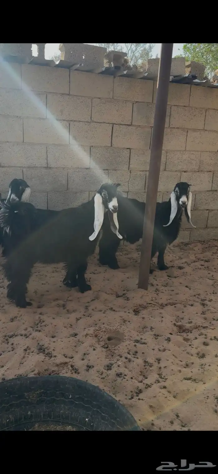 جفرات عوارض 1