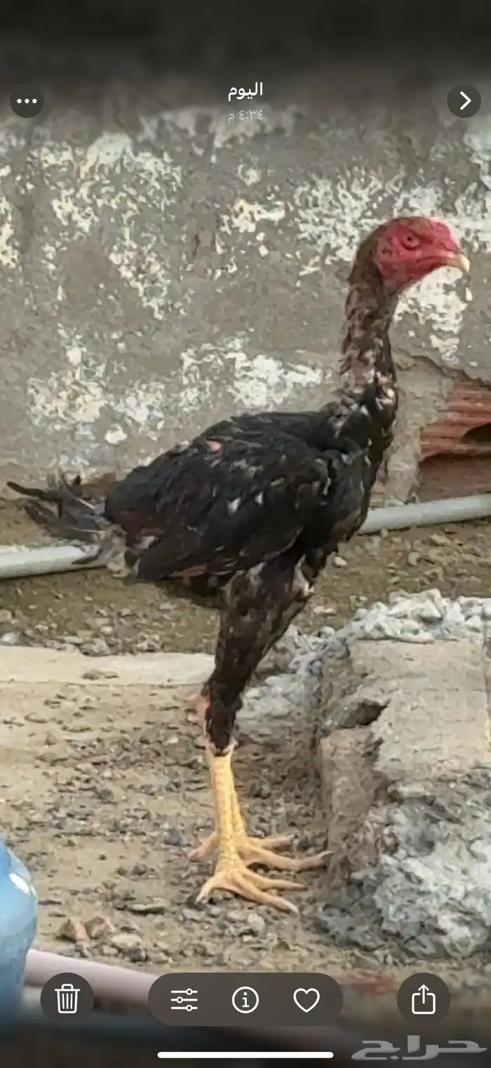 ديك سندي جرم وطول 2