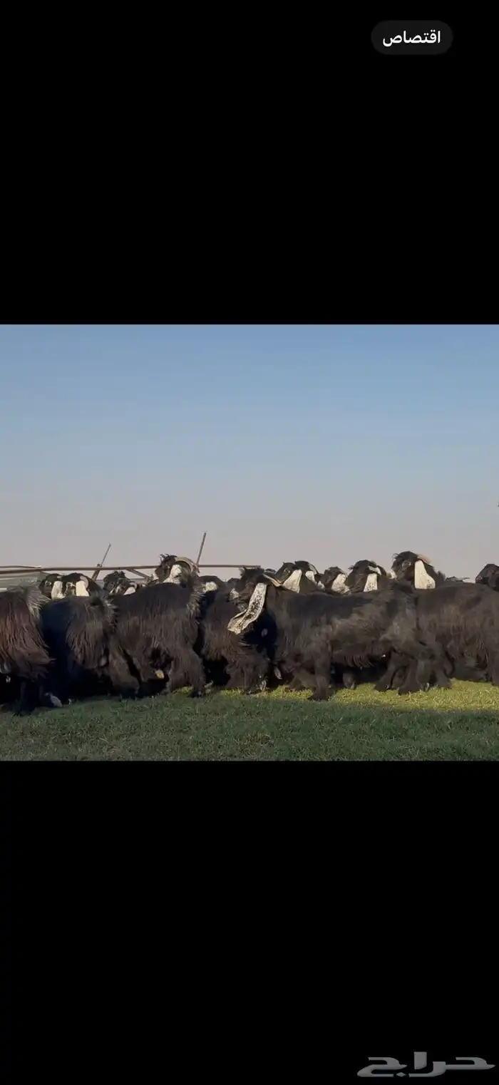 مراح عوارض فاااخره جذعات ثنوات اغلبها 0