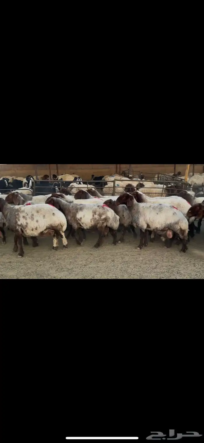 غنم نعيم صنف دفيع 1