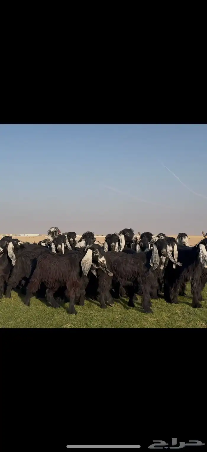 مراح عوارض فاااخره جذعات ثنوات اغلبها 12