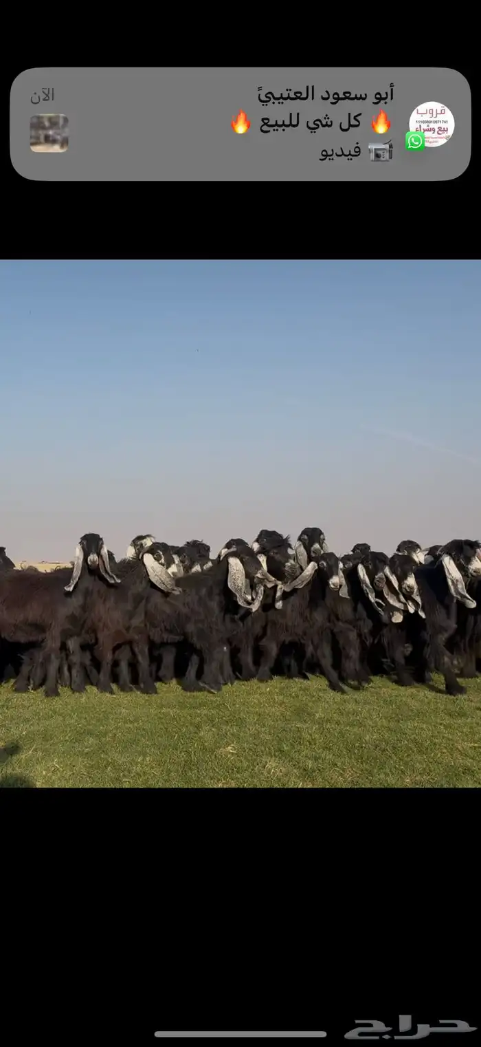 مراح عوارض فاااخره جذعات ثنوات اغلبها 2