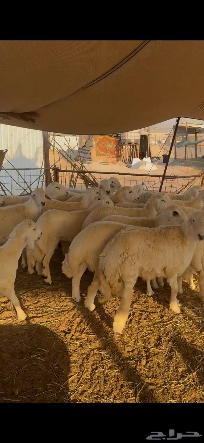 جذعان جبر ناهي البيع بالجمله والتفريد 1