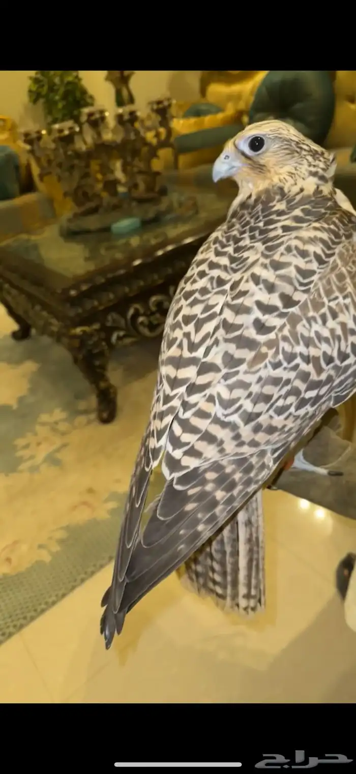 للبيع قرموشه 0