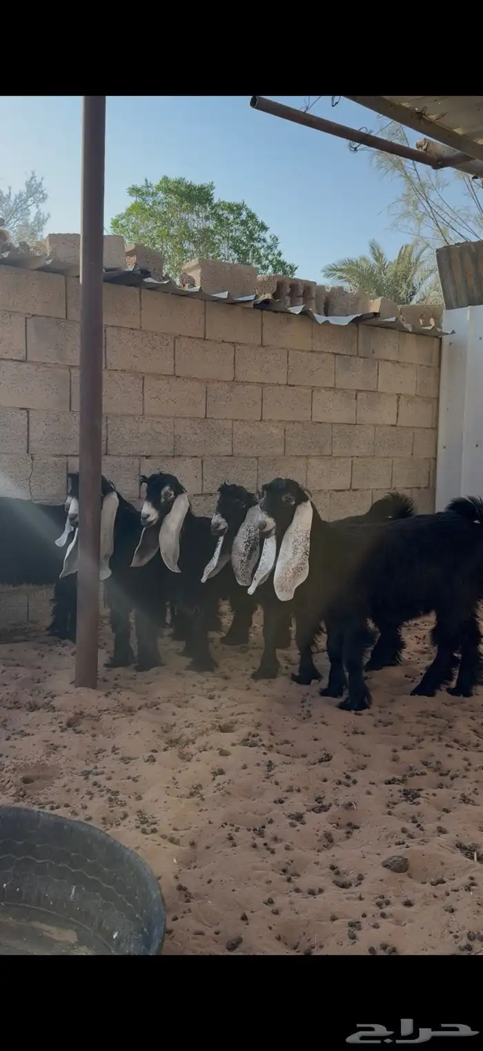 جفرات عوارض 0