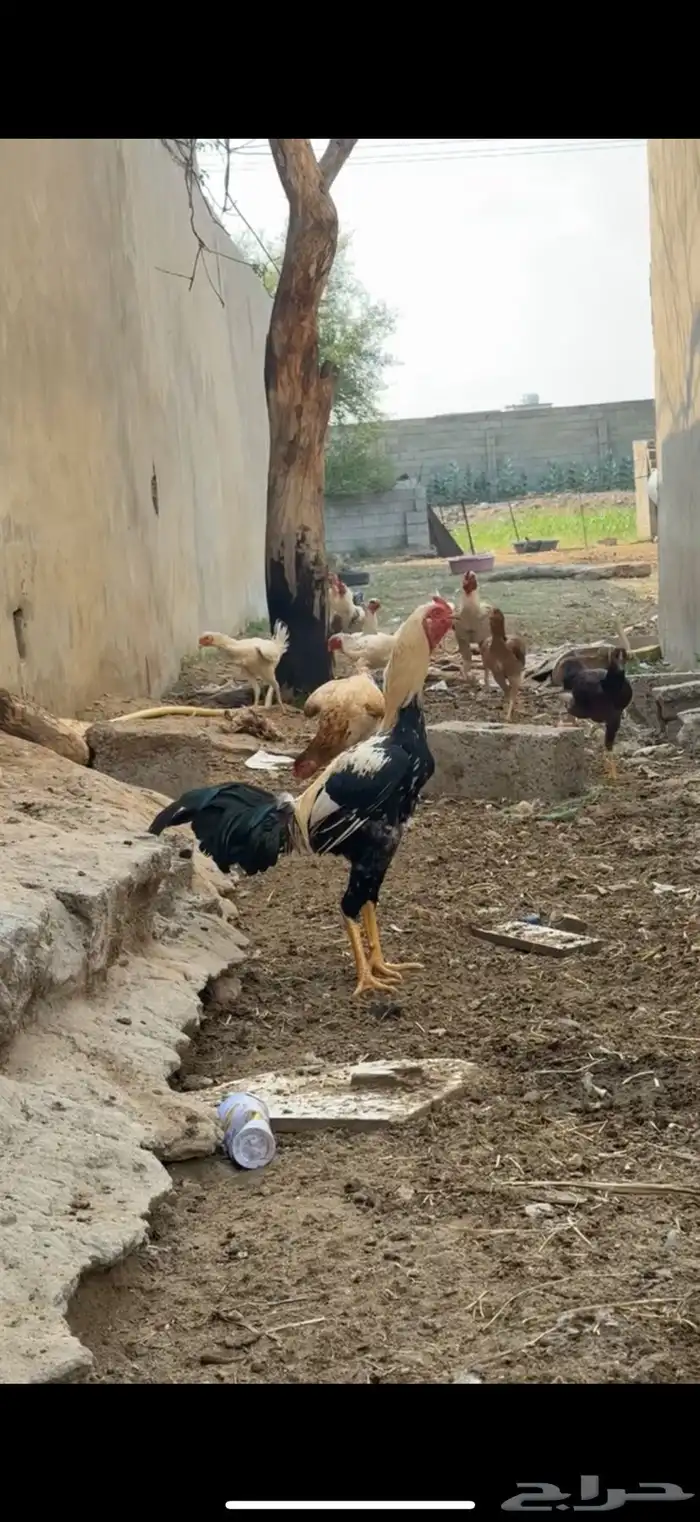 ديك باكستاني تب 0