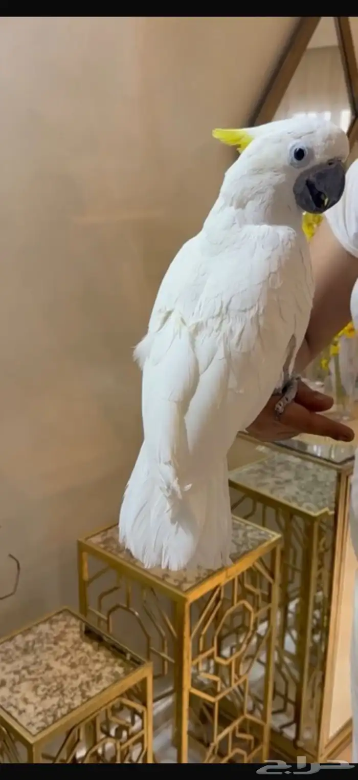 للبيع ببغاء كوكاتو ترايتون 1