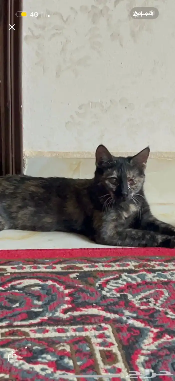 قطه انثى تبني 0