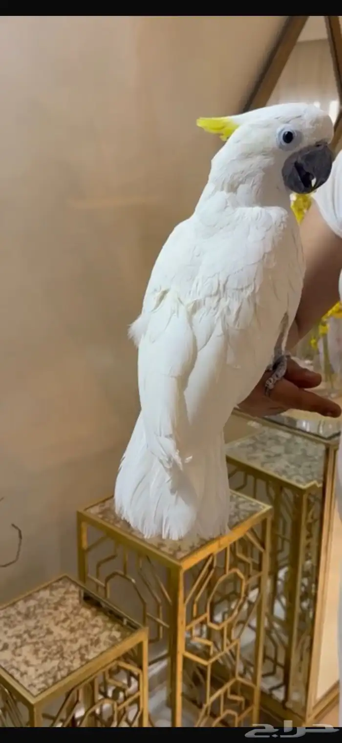 للبيع ببغاء كوكاتو ترايتون 2